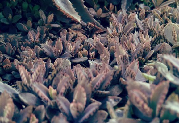 落地生根为什么不吉利