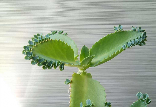 落地生根为什么不吉利