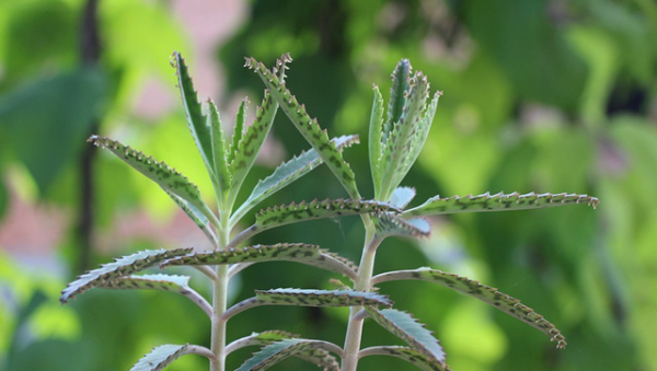 落地生根为什么不吉利