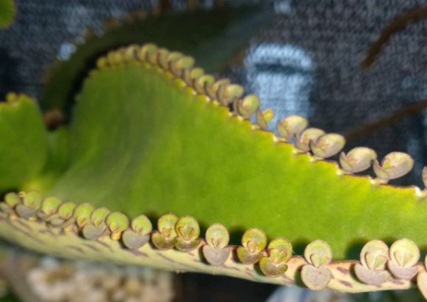 落地生根为什么不吉利