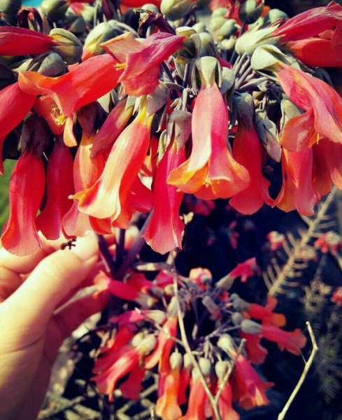 落地生根为什么不吉利