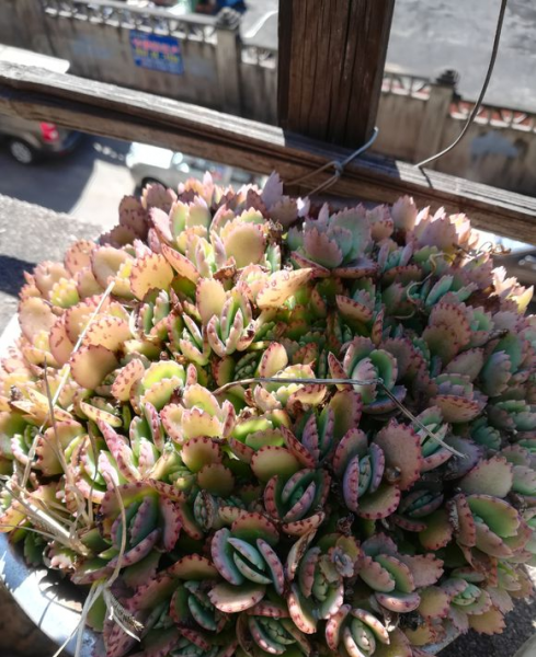 落地生根为什么不吉利