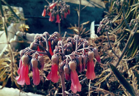 落地生根为什么不吉利