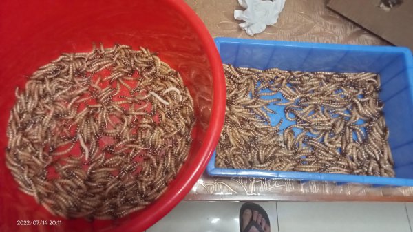 地图鱼吃什么食物比较好