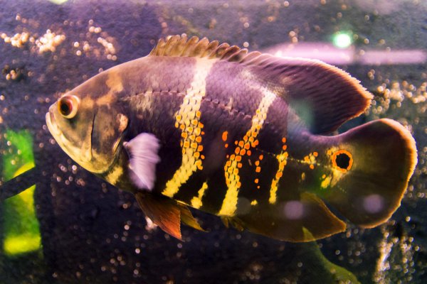 地图鱼吃什么食物比较好