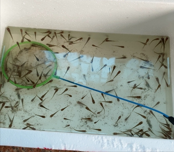 地图鱼吃什么食物比较好