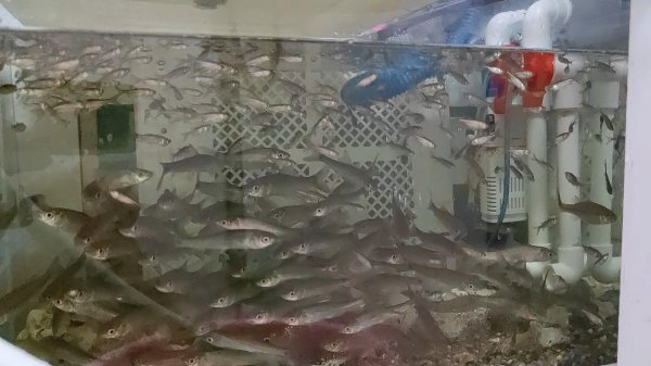 地图鱼吃什么食物比较好