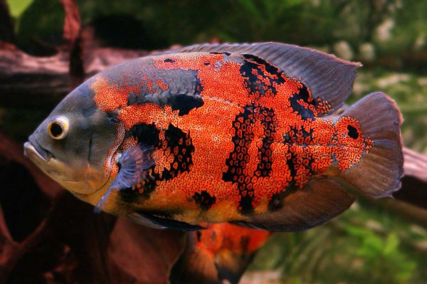 地图鱼吃什么食物比较好