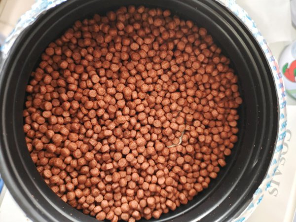 地图鱼吃什么食物比较好