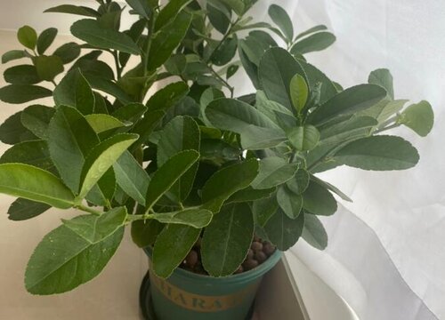 香水柠檬耐寒最低温度