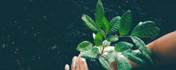 梦见树苗是什么意思