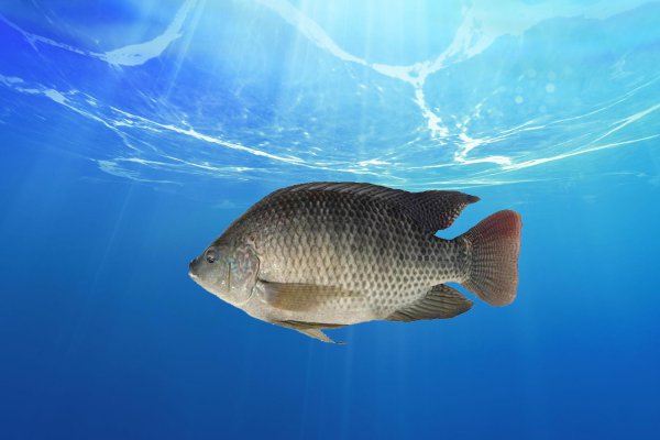 罗非鱼吃什么食物长大