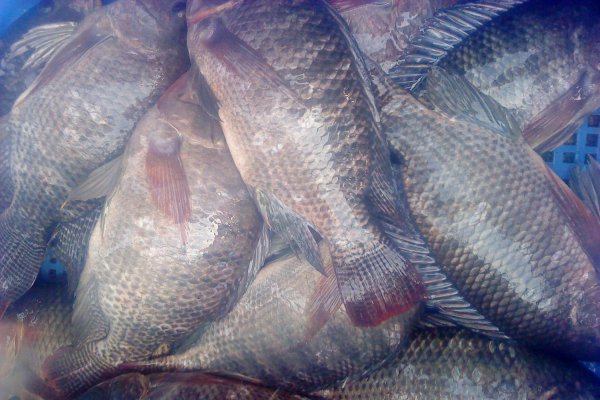 罗非鱼吃什么食物长大