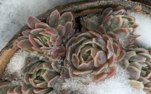 多肉冻了还能缓过来吗