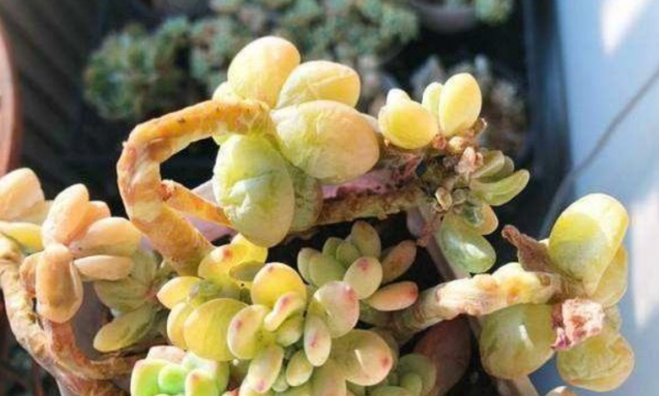 多肉冻了还能缓过来吗