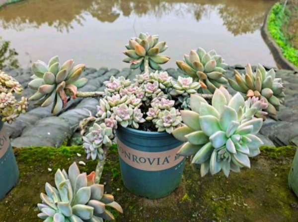 多肉冻了还能缓过来吗