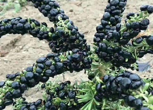 黑枸杞的功效与作用及食用方法