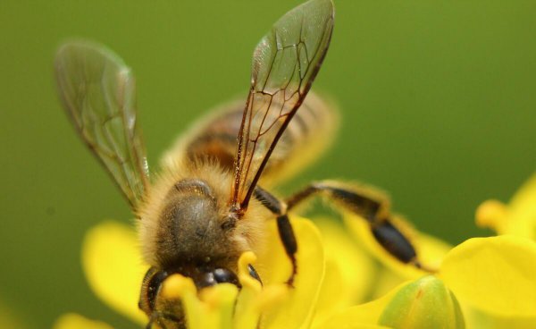 家里灭苍蝇的最好方法