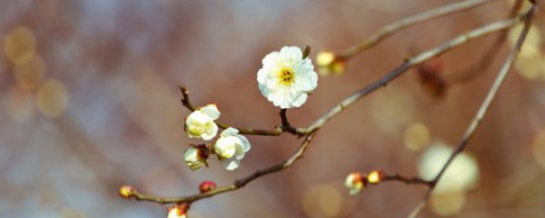 立春南方吃什么传统食物