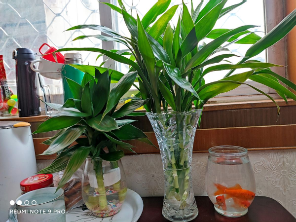 卧室适合摆放什么植物