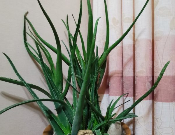 卧室适合摆放什么植物