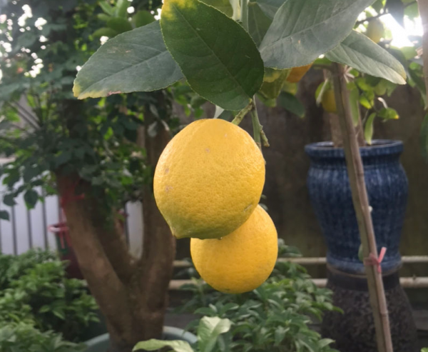 卧室适合摆放什么植物