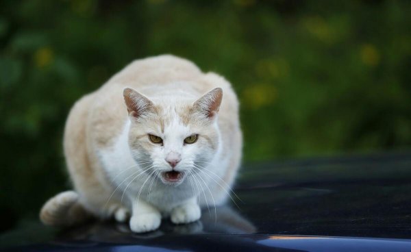 猫临死前最后一叫声代表什么