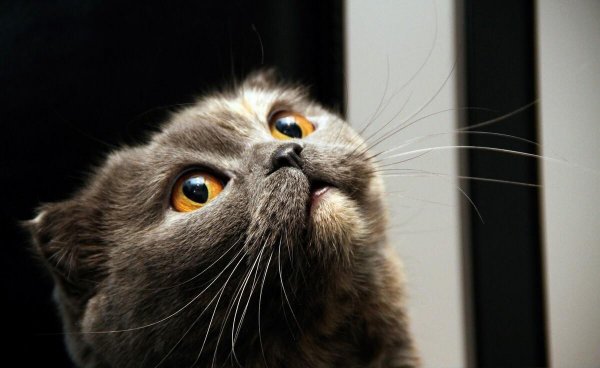 猫临死前最后一叫声代表什么