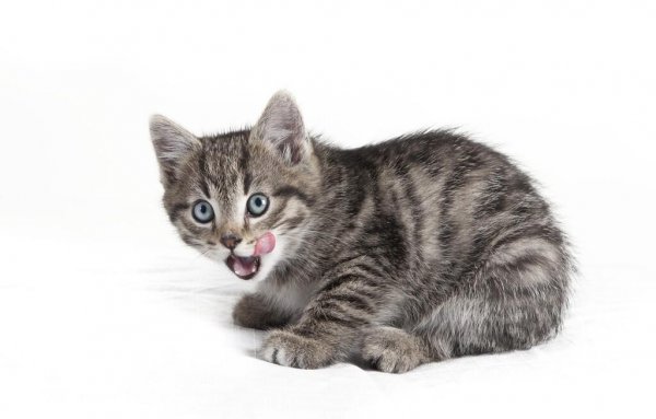 猫临死前最后一叫声代表什么