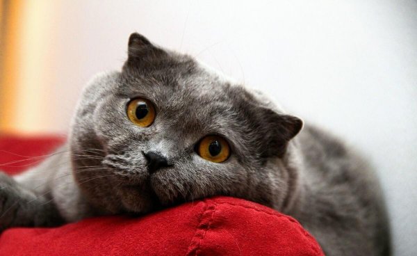 猫临死前最后一叫声代表什么