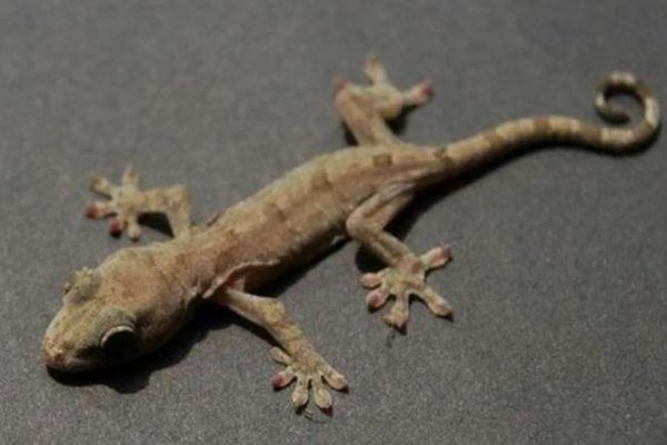 壁虎咬人吗有毒吗