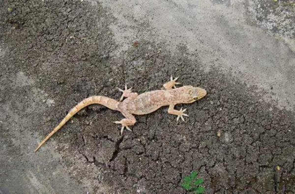 壁虎咬人吗有毒吗