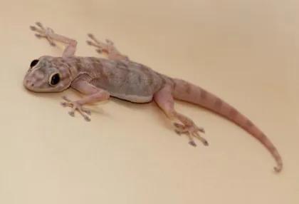 壁虎咬人吗有毒吗