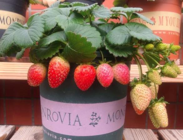 草莓叶子边缘发黑干枯原因