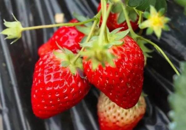 草莓叶子边缘发黑干枯原因