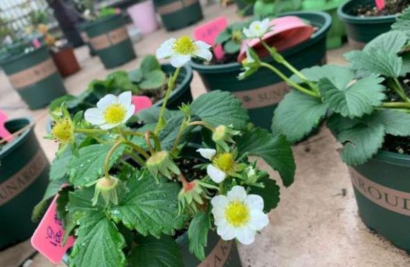 草莓叶子边缘发黑干枯原因