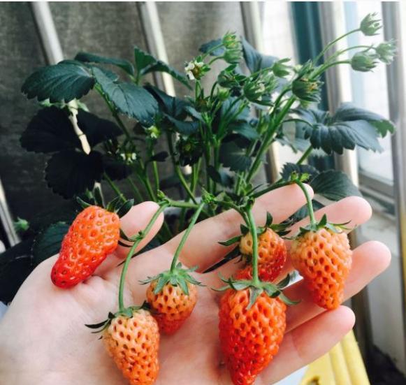 草莓叶子边缘发黑干枯原因