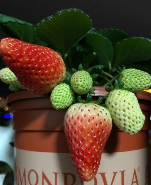 草莓叶子边缘发黑干枯原因