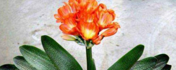 冬天室内能养哪些花卉