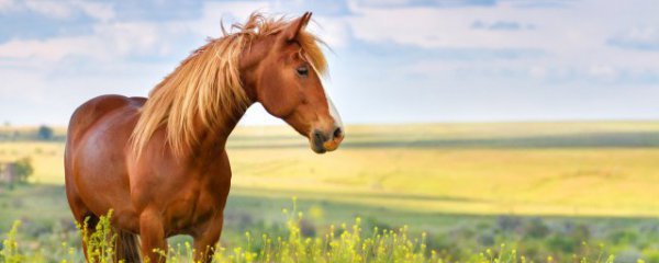孩子学习马术有什么好处