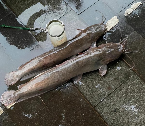 吃垃圾的鱼叫什么鱼