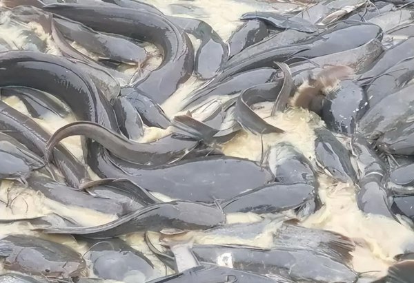 吃垃圾的鱼叫什么鱼