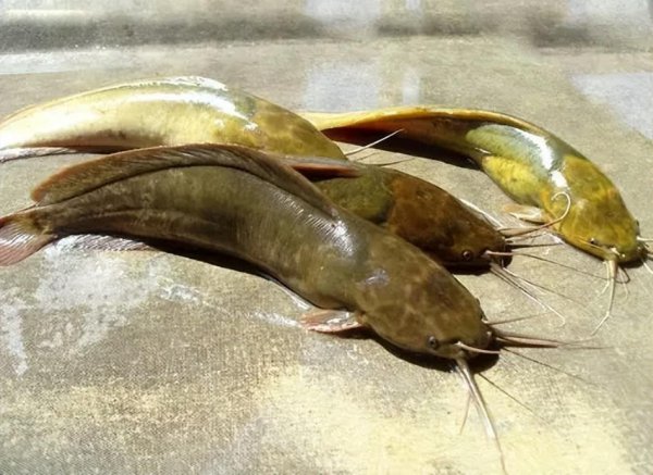 吃垃圾的鱼叫什么鱼