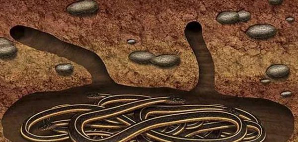 老死的蛇都去了哪里