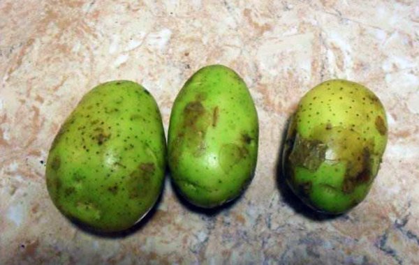 新鲜土豆为什么绿皮