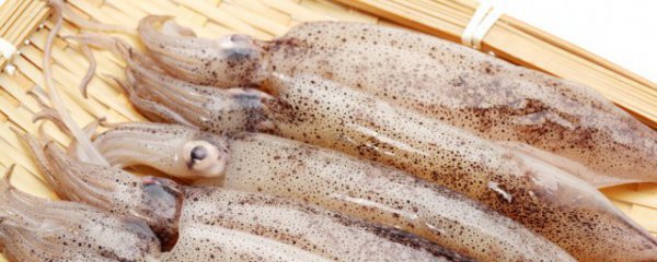 新鲜小鱿鱼怎么处理