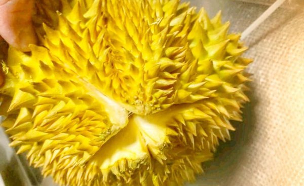 榴莲怎么选择果肉饱满的