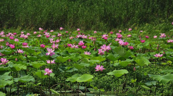 淡水湖排名中国