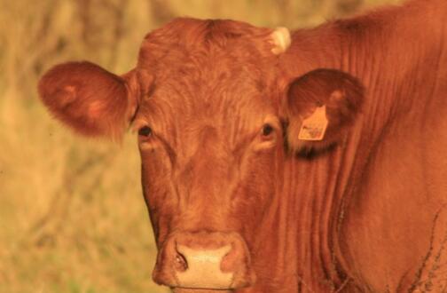 黄牛养殖利润与成本