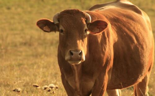 黄牛养殖利润与成本